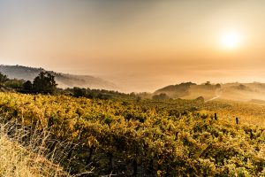 Herbst in der Wachau - © Donau Niederösterreich / Robert Herbst